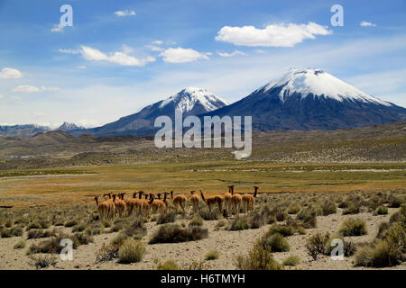 Vikunjas in der Nähe von Vulkanen. Payachata vulkanische Gruppe im Nationalpark Lauca, Chile Stockfoto