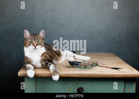 Haus Tiere Stockfoto