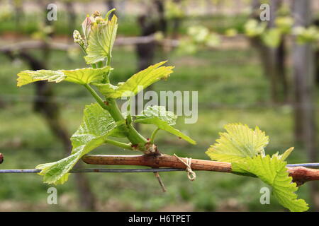 Pflanzen Blumen Stockfoto