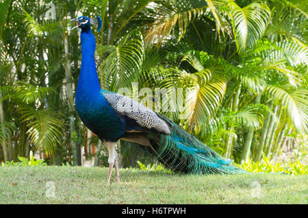 blaue schöne beauteously schöne Farbe Closeup Tiere Vogel grün männliche Maskuline Eleganz horizontalen Federn Schnabel Tierwelt Heck Stockfoto