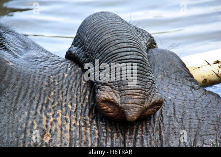 Detail Tier Elefant Tusk zahm Piktogramm Symbol Piktogramm Handel Symbol Alter enge Reisen Makro Nahaufnahme Makro Eintritt schließen Stockfoto