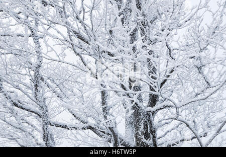 Bäume Wälder Stockfoto