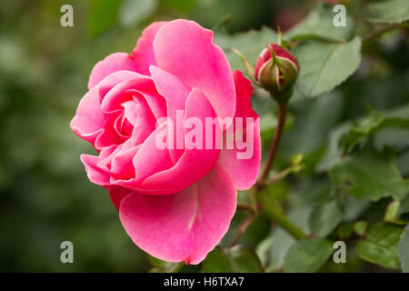 rosa rose Stockfoto