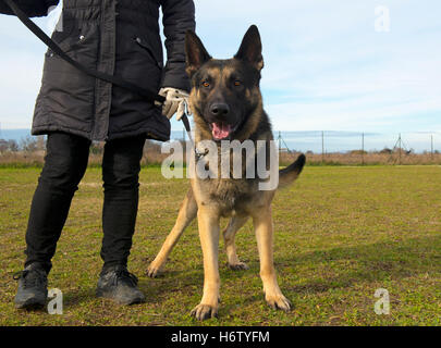 Hund Frau zu Fuß gehen Sie gehen zu Fuß Freundschaft Tier Haustier Porträt Augen Pelz Studio eine Leine Wachheit Halsband Hunde reinrassigen Stockfoto