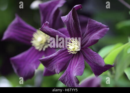 Pflanzen Blumen Stockfoto