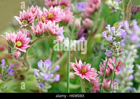 Lavendel und Hauswurz Steingarten Stockfoto