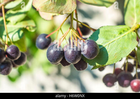 Obst und Gemüse Stockfoto