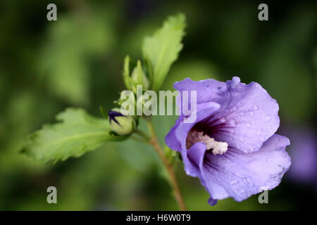 Pflanzen Blumen Stockfoto