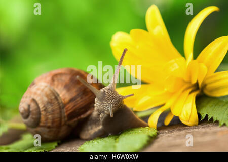 andere Tiere Stockfoto