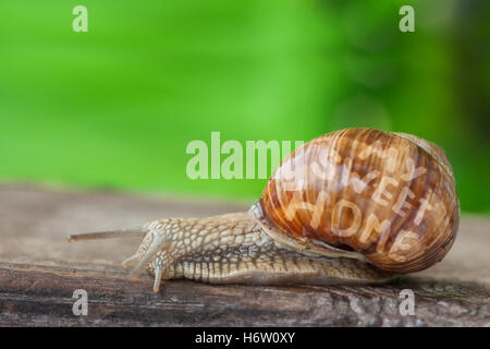 Spaß Stockfoto