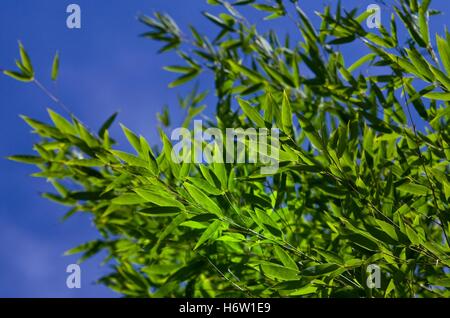 Bambuspflanze gegen blauen Himmel Stockfoto