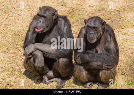 Tier Afrika Wildlife Safari Tier Säugetier schwarze wilde Affen dunkelhäutigen kohlschwarze tiefschwarze Tierwelt Schimpansen Natur Affe Schimpanse Stockfoto