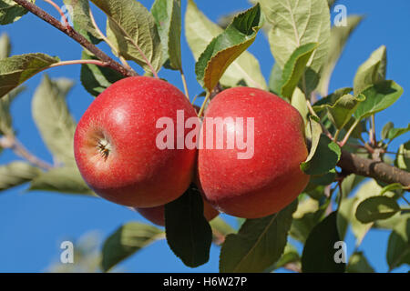 rote Äpfel Stockfoto