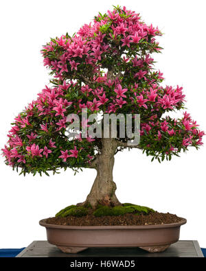 blühende Azaleen-Bonsai-Baum mit rosa Blüten Stockfoto