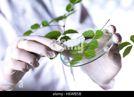 Wissenschaftsforschung Stockfoto