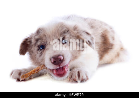 Hund Welpe Hunger Ernährung essen Essen isst Stick blau Nibble game-Turnier spielen Stücke Tier gespielt Haustier braun bräunlich Stockfoto