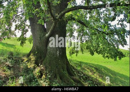 große große enorme extreme leistungsstarke imposante immense relevanten Baum grünen Stamm Zweigen Eiche alt Aste schattten Stockfoto