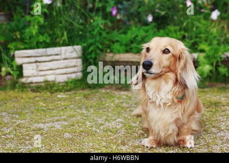 Garten Tier Haustier Blume Pflanze Blumen sehen mit einem Blick sehen Sie blickt spähen Blick auf kleine winzige kleine kurze Hund im freien Stockfoto