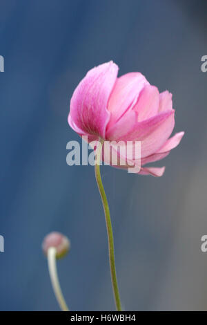 Pflanzen Blumen Stockfoto