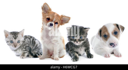 Hund Katze Hund Katze Baby Kätzchen Pussycat Katze Inland Tieres Haustier braunes bräunliches Brünette kleine winzige kleine kurze Studio drei Stockfoto