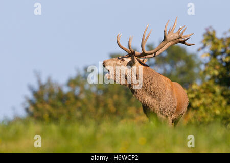 Red deer Stockfoto