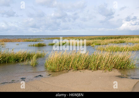 Salzwiesen im Nationalpark Niedersaechsisches Wattenmeer, untere Sachsen Nationalpark Wattenmeer, Nordsee resort Cuxhaven Stockfoto