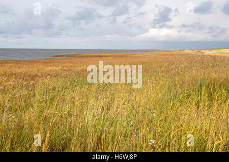 Salzwiesen im Nationalpark Niedersaechsisches Wattenmeer, untere Sachsen Nationalpark Wattenmeer, Nordsee resort Cuxhaven Stockfoto