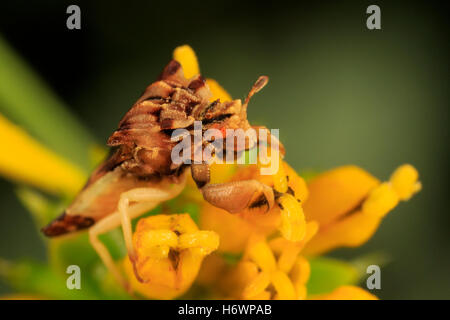 Gezackte Ambush Bug (Phymata Arten) auf Blume. Stockfoto
