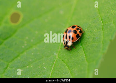 Mehrfarbige asiatische Marienkäfer (Harmonia axyridis) auf einem Blatt. Stockfoto