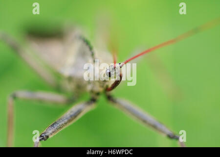 Rad-Bug (Arilus Cristatus). Stockfoto