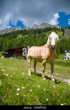 Haflingerpferde auf der Alm in der Nähe von Misurina, Sextener Dolomiten, Südtirol, Italien. Stockfoto