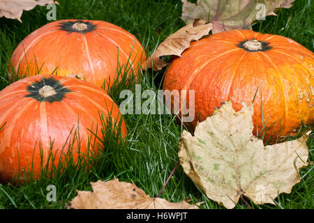 Kürbisse auf dem Rasen im Herbst Blätter in natürlichen Farben bei Tageslicht Stockfoto