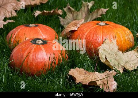 Kürbisse auf dem Rasen im Herbst Blätter in natürlichen Farben bei Tageslicht Stockfoto