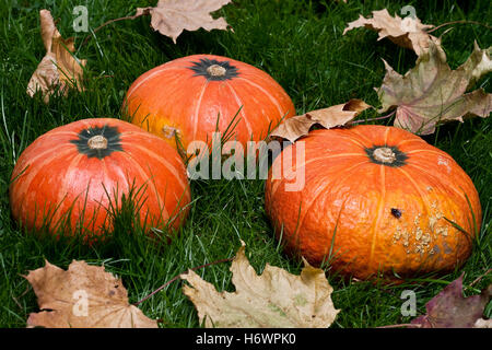 Kürbisse auf dem Rasen im Herbst Blätter in natürlichen Farben bei Tageslicht Stockfoto