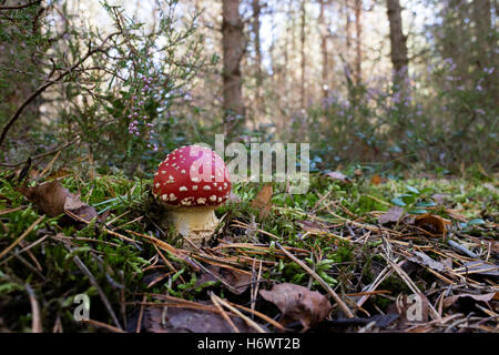 Young-Amanita Pilzzucht im Wald Stockfoto