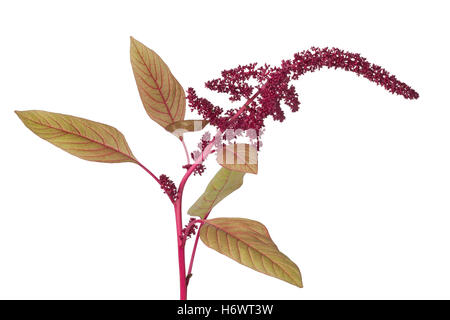 Zweig mit Amaranth Blumen auf weißem Hintergrund Stockfoto