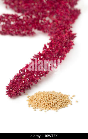 Amaranth Blüten und Samen auf weißem Hintergrund Stockfoto