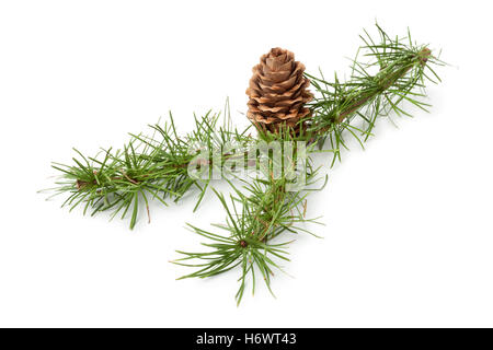 Nadelbaum-Zweig mit Konus für Dekoration auf weißem Hintergrund Stockfoto