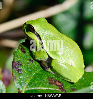 Reptilien Amphibien Stockfoto