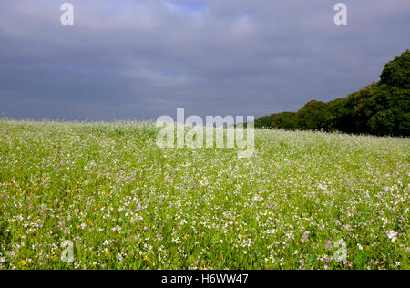 Öl-Rettich-Anbau im Bereich, Norfolk, england Stockfoto