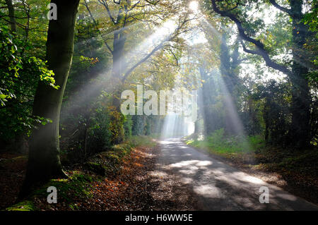Sonnenlicht, das durch herbstliche Waldbäume strömt, norfolk, england Stockfoto