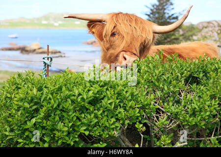 Highland Kuh eine Hecke zu essen, da es Bereiche der gemeinsamen Weiden gibt, wodurch die Tiere nicht eingezäunt und kann frei Wandern Stockfoto