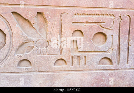 Die Mücke unter den Hieroglyphen auf der Steinmauer der Luxor Tempel, Ägypten. Stockfoto