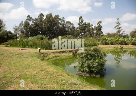 Fischteich im Bodenfilter Abwasserbehandlung alle Longonot Gartenbau Ltd Naivasha, Kenia Stockfoto