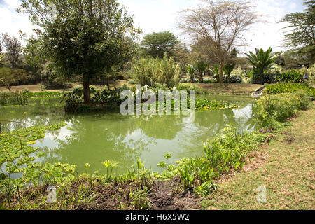 Vielzahl von Wasserpflanzen im Bodenfilter Abwasserbehandlung auf Website Oserian Blumenfarm Lake Naivasha, Kenia Stockfoto