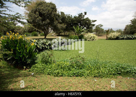 Konstruierte Feuchtgebiete Abwasserbehandlung vor Ort mit Wasser-Hyazinthe Oserian Blumenfarm Lake Naivasha, Kenia Stockfoto