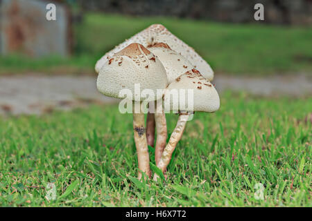 Closeup, Glück, Dekoration, Foto, Pilze, Wald, Biologie, giftig, Pilz, weiß, Herbst, bunte Blätter, Kappe, Kopf, vergiften, Stockfoto