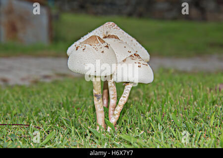 Closeup, Glück, Dekoration, Foto, Pilze, Wald, Biologie, giftig, Pilz, weiß, Herbst, bunte Blätter, Kappe, Kopf, vergiften, Stockfoto