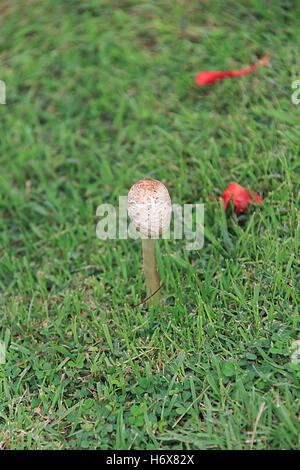 Closeup, Glück, Dekoration, Foto, Pilze, Wald, Biologie, giftig, Pilz, weiß, Herbst, bunte Blätter, Kappe, Kopf, vergiften, Stockfoto