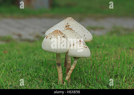 Closeup, Glück, Dekoration, Foto, Pilze, Wald, Biologie, giftig, Pilz, weiß, Herbst, bunte Blätter, Kappe, Kopf, vergiften, Stockfoto